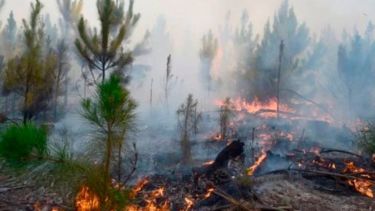 Los incendios ya afectaron más de 500.000 hectáreas en la provincia de Corrientes.