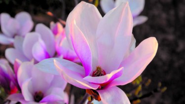 Los tonos van mutando a lo largo de la flor, transformándola en una opción impresionante para los jardines.