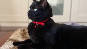 Este viernes podés festejar el Día del Animal con tu mascota en la plaza San Martín