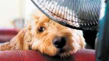 Imagen de Cómo tratar un golpe de calor en nuestras mascotas