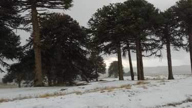 La nieve sorprendió en Primeros Pinos.