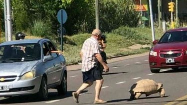 Se trata de un ejemplar de tortuga africana de espolones (Centrochelys sulcata).