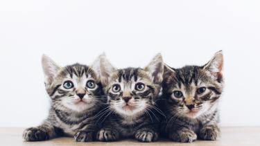 Los gatos son, sin lugar a dudas, el animal preferido de Internet. En la web los han adoptado casi como una deidad.
