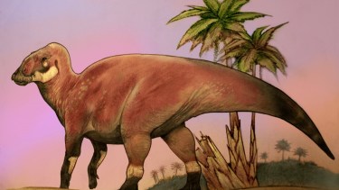 Identificaron una nueva especie de dinosaurio «pico de pato» en Río Negro
