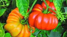 Imagen de El retorno del auténtico tomate
