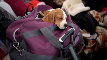 Betti, el perro, duerme en una bolsa después de cruzar desde Ucrania en Medyka, Polonia, el miércoles 9 de marzo.(AP Photo/Daniel Cole)