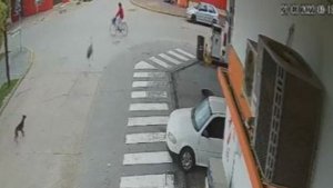 Video: ¡Insólito! Un avestruz chocó a una mujer que circulaba en bicicleta