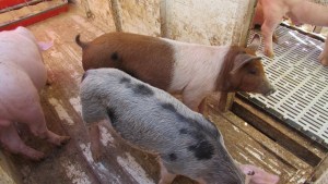 Capones en San Patricio del Chañar