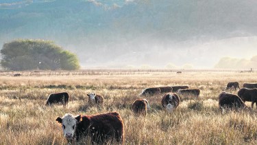 La ganadería de la cordillera, al igual que en toda la región, está afectada por los altos costos. Archivo