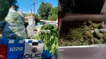 Imagen de Encontraron 186 enormes plantas de marihuana en Centenario