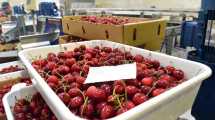 Imagen de Creció 20% la exportación de cereza de Neuquén y generó U$S 6,3 millones