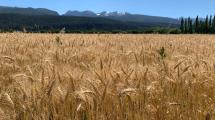 Imagen de Nueva variedad de cebada adaptada a la Patagonia