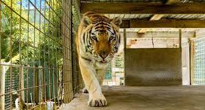 Un tigre hiere a un hombre en una atracción en Florida