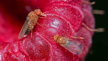 La Drosophila suzukii es una especie de origen asiático que se ha expandido por todo el mundo. Foto: gentileza