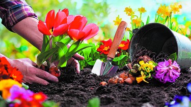 Tenemos muchas opciones para mejorar nuestro jardín con mucho color.