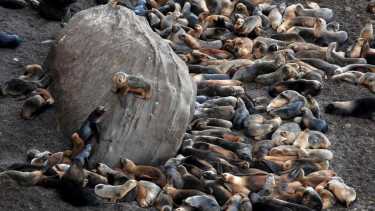 Confirman gripe aviar en un lobo marino de Río Negro, es el primero en la provincia 
Foto: Marcelo Ochoa