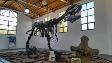 El museo Ernesto Bachmann del Chocón presentará el nuevo hallazgo paleontológico, el gigante reptil prehistorico: Meraxes, gran devorador de dinosaurios. Foto: Archivo. 