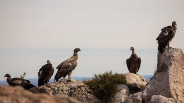 Aseguran que el desarrollo del hidrógeno verde afectará a los cóndores de Somuncura