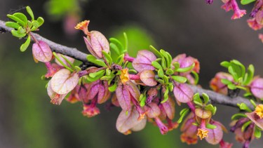 La Boungainvillea spinosa, que es muy parecida a la Santa Rita pero posee espinas.