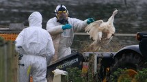 Imagen de China detectó el primer caso de gripe aviar H3N8 en un humano: lo que se sabe