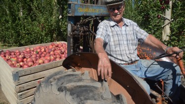 En tiempos reales de cosecha y arriba de su Fiat 411. Se fue una temporada más de producción para Aldo Morales, y ahora serán tiempos para afrontar la poda. Foto Gino Avoledo