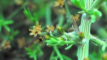 Imagen de Plantas autóctonas: Pintar de azul con el “Matorro”