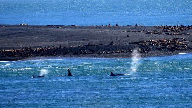 Un grupo de orcas cerca de la costa donde encallan para cazar lobos marinos en Península Valdés, Chubut, Patagonia. @foteropatagónico. 