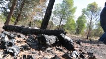 Imagen de Lograron detener seis focos de incendio intencionales en el Parque Norte de Neuquén