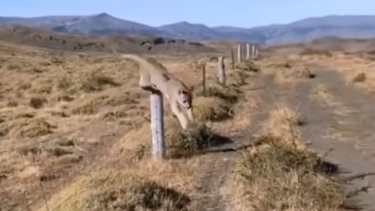 Dos pumas fueron captados por un turista. Foto: Captura video