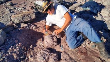 Las tortugas prehistóricas encontradas en Lago Los barreales, habitaron en el Cretácico. Foto: Gentileza
