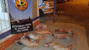 El conductor llevaba los animales faenados sin las medidas de higiene correspondientes.