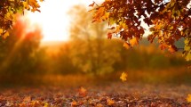 Imagen de ¿Qué hacer con las hojas secas de otoño? Te explicamos por qué no hay que quemarlas