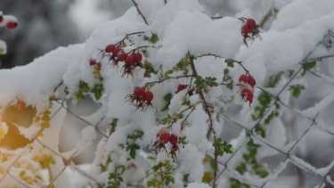 Nieve en San Martín de los Andes, 2022, abril, Foto Patricio Rodriguez. 