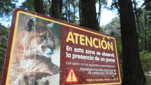 ¿Qué debés hacer si te encontrás con un puma?