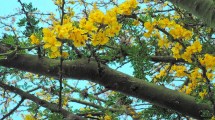 Imagen de Plantas autóctonas: El árbol que produce la goma brea