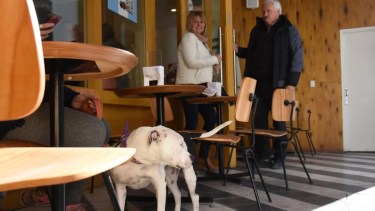 Las confiterías deben tener lugares habilitados afuera para las mascotas. Foto: archivo.