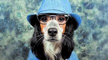 Imagen de Humanizar los animales: ¿una tendencia peligrosa?