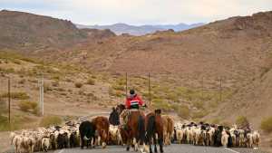 Comenzó el operativo trashumancia en las rutas de Neuquén