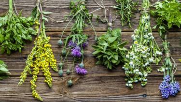 Hay distintas especies de plantas que pueden tener uso medicinal, pero también pueden ser tóxicas. 
