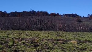 Comenzó la reforestación del bosque quemado en Aluminé