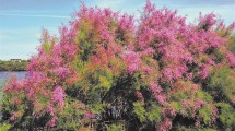 Imagen de Plantas autóctonas: Tamarisco, una especie adoptiva