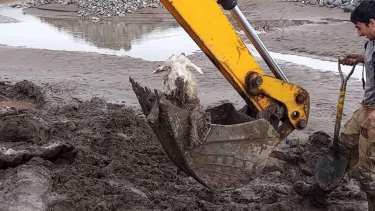 Con una pala excavadora terminaron de sacar a los chivos empantanados en el río Neuquén. (https://www.facebook.com/bomberos.andacollo)