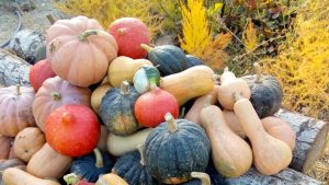 El zapallo más pesado se llevará premio en Neuquén y será el rey de una feria agroecológica