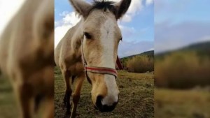 Condenas en suspenso a imputados por la cruel muerte de la yegua “Bonita”