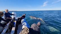 Imagen de «Hola preciosa», iban a bucear en Las Grutas y una ballena jorobada llegó a saludar