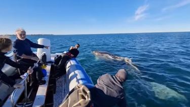 Generalmente, son ballenas muy rápidas las yubartas o ‘jorobadas’. Creen que estaba enferma. 