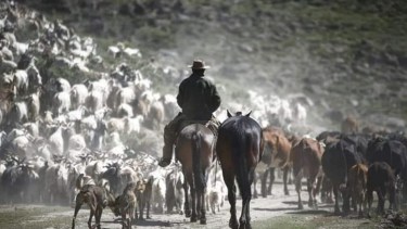 Don Sura y sus animales no lograron atravesar un infierno de 8 km de pampa donde no hay nada de pasturas, refugios y menos señal de celular. 