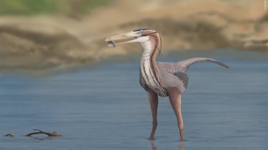 Buitrerraptor gonzalezorum es el carnívoro pequeño más completo de toda Sudamérica de hace más de 95 millones de años
