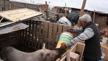 Los vecinos de Nueva Esperanza, crian los cerdos para consumo familiar. Los productores se fueron del lugar con la urbanizacion creciente (foto Matías Subat)