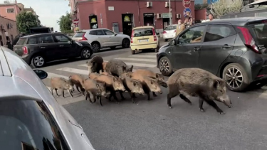 Toque de queda en Roma por la presencia de jabalíes en las calles